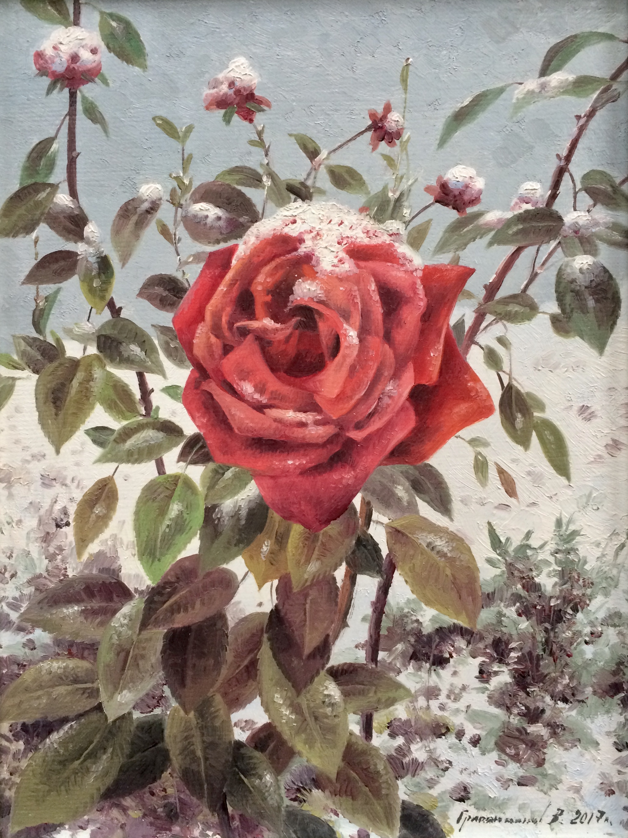 Заснеженная роза